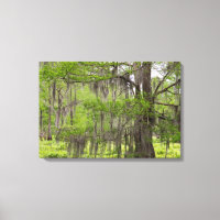 Louisiana Swamp Cypress