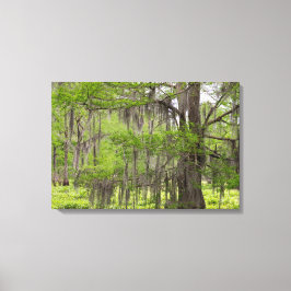 Louisiana Swamp Cypress Canvastryck