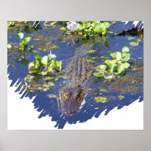 Louisiana Swamp Gator Hunter Poster