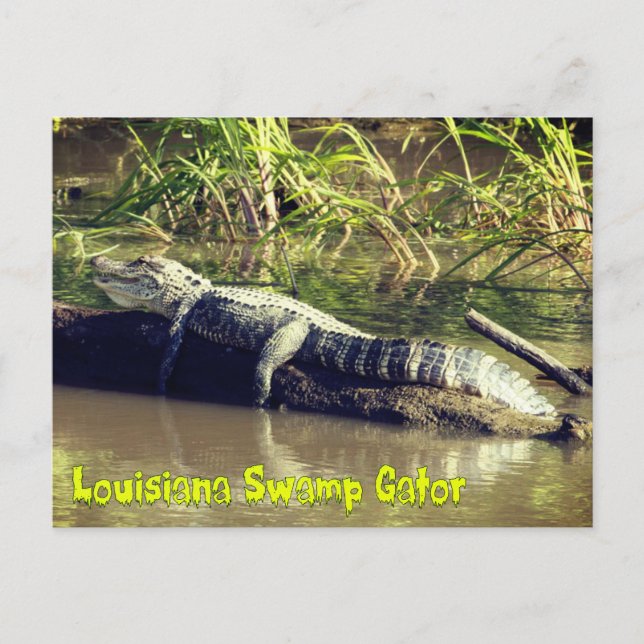 Louisiana Swamp Gator Vykort (Framsida)