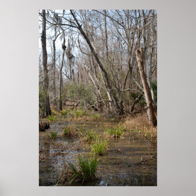Louisiana Swamp poster (Framsidan)