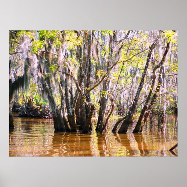 Louisiana Swamp Poster (Framsidan)