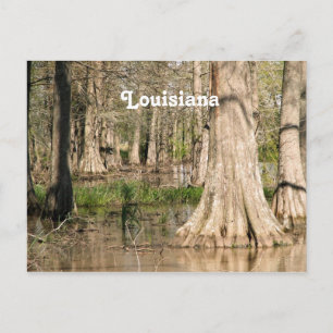 Louisiana Swamp Vykort