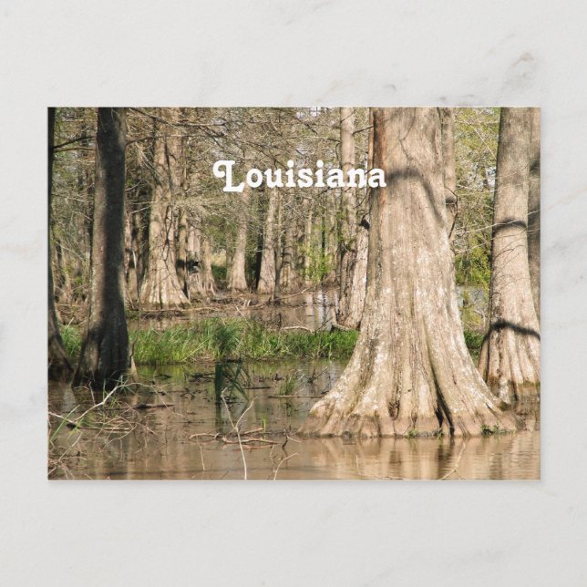 Louisiana Swamp Vykort (Framsida)