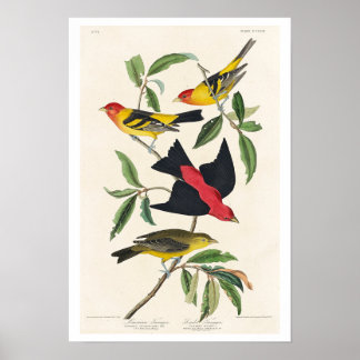 Louisiana Tanager och Scarlet Tanager av Audubon Poster