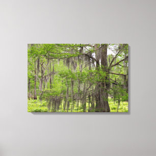 Louisiana träsk Cypress Canvastryck