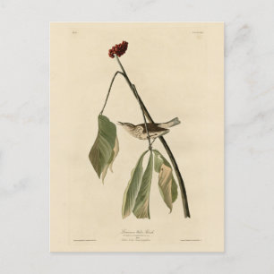 Louisiana Vatten Thush, Audubon's Birds of America Vykort