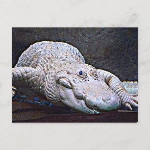 Louisiana White Alligator Vykort