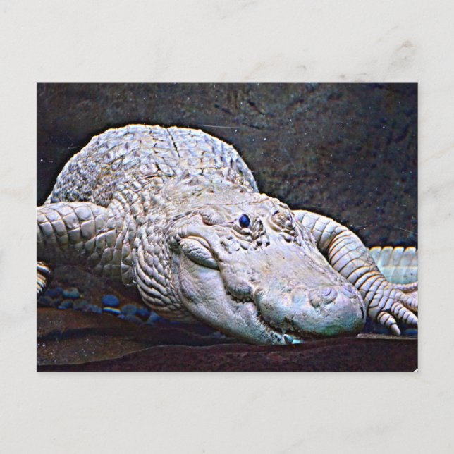 Louisiana White Alligator Vykort (Framsida)