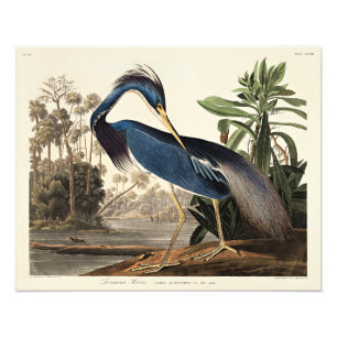 Louisianahejre från Birds of America Fototryck