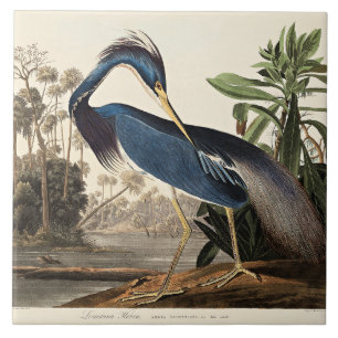 Louisianahejre från Birds of America Kakelplatta