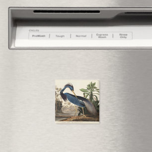Louisianahejre från Birds of America Magnet
