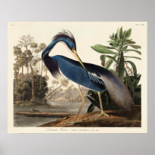 Louisianahejre från Birds of America Poster