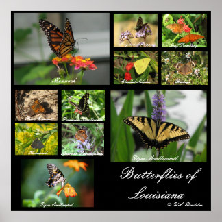 Louisianas fjärilar poster