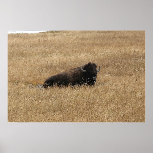 Lounging Buffalo Poster (Framsidan)