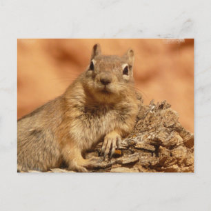 Lounging Chipmunk-vykort Vykort