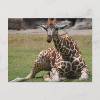 Lounging Giraffe Vykort