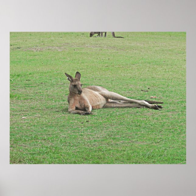 Lounging Kangaroo Poster (Framsidan)