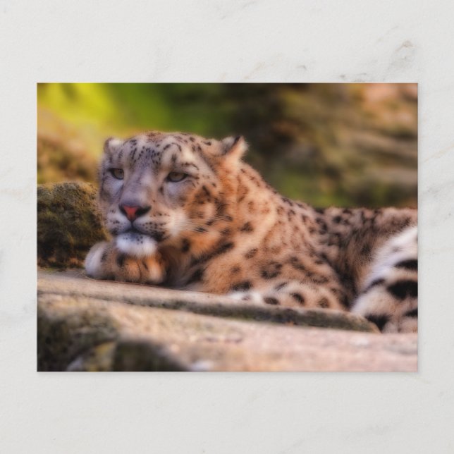 Lounging Leopard Vykort (Framsida)