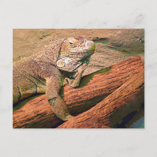 Lounging Lizard Vykort