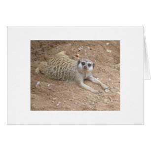 Lounging Meerkat Card Hälsningskort