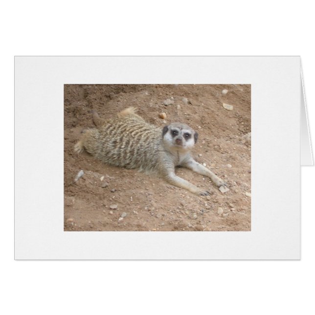 Lounging Meerkat Card Hälsningskort (Framsidan Horizontal)