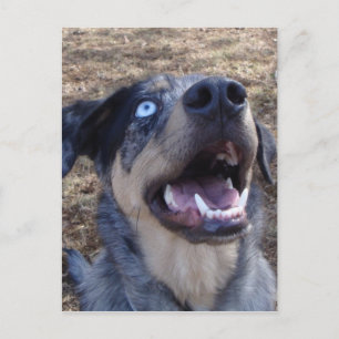 Lousiana Catahoula Leopard Hund Vykort