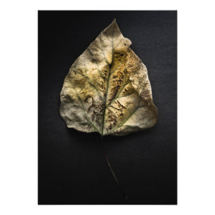 Löv 1 Färg version Fototryck