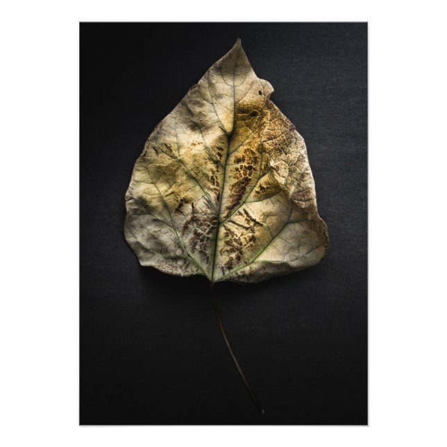 Löv 1 Färg version Fototryck (Framsidan)