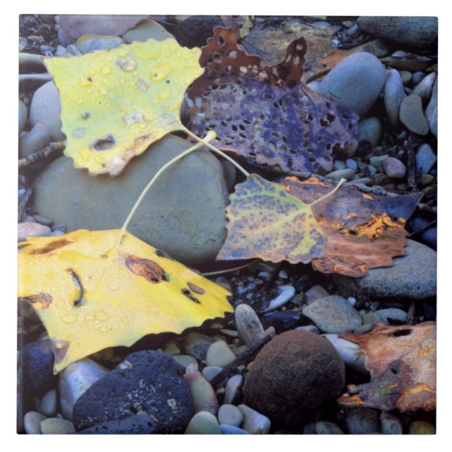 Löv av Fremont-kullblad på översvämningsslätt Kakelplatta (Framsidan)