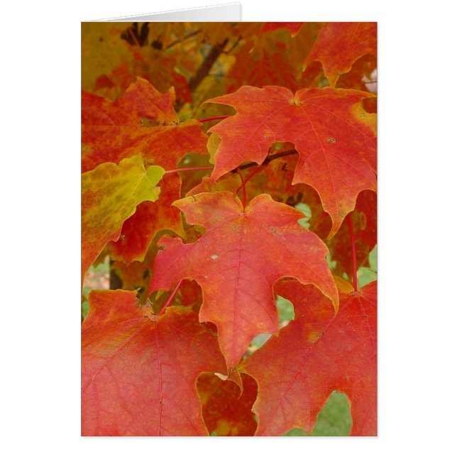 Löv av rött hälsningskort (Framsidan)