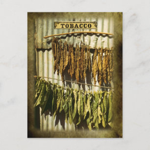 Löv av torkad tobak vykort