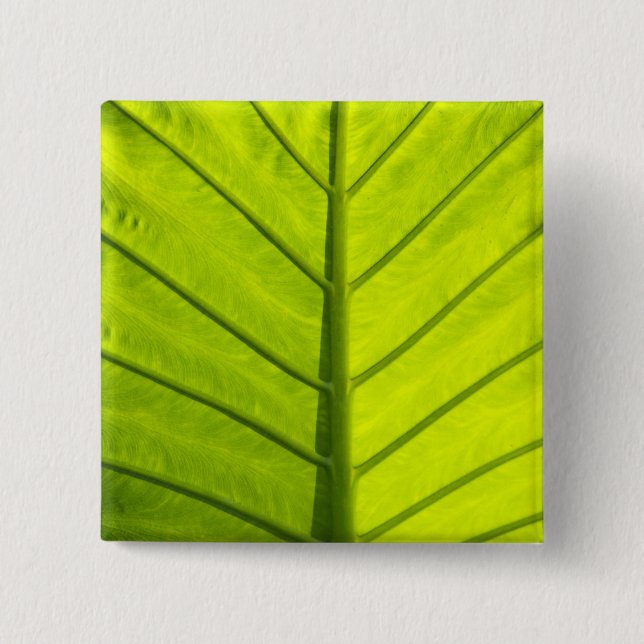 löv av tropisk löv i Grönt Knapp (Framsida)