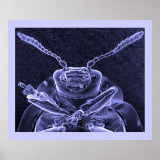 Löv Beetle-bild - skanna elektronmikroskop Poster