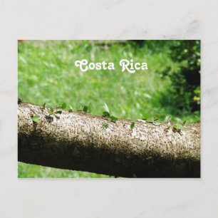 Löv Cutter Ants i Costa Rica Vykort