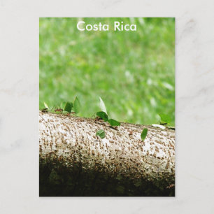 Löv Cutter Ants i Costa Rica Vykort