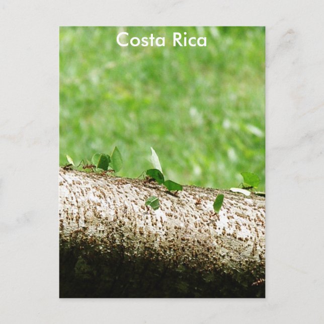 Löv Cutter Ants i Costa Rica Vykort (Framsida)