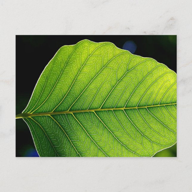 Löv Detail Vykort (Framsida)