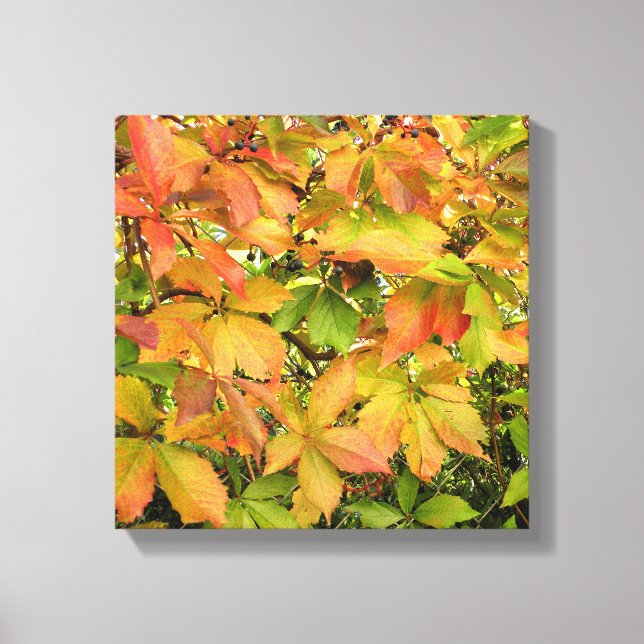 Löv för höstvildvinranka canvastryck (Framsida)