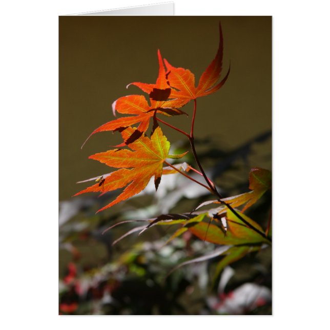 Löv i solljus hälsningskort (Framsidan)