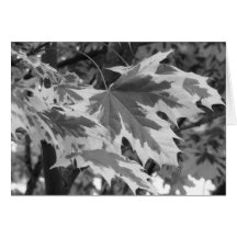 Löv i svartvitt