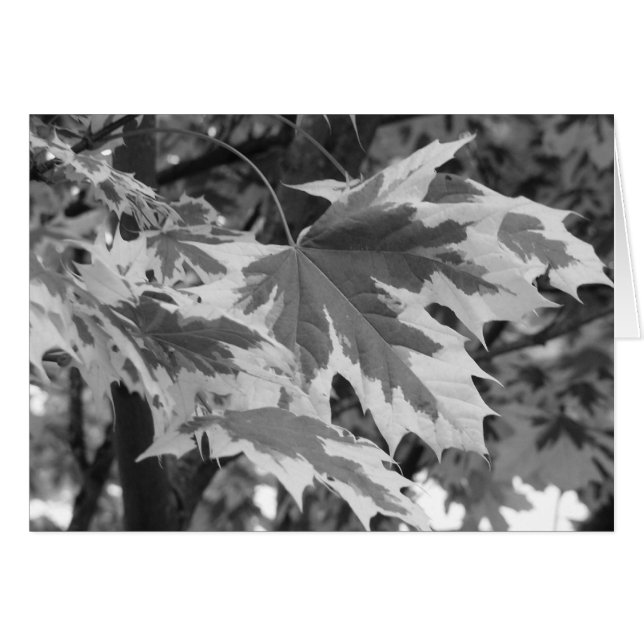 Löv i svartvitt hälsningskort (Framsidan Horizontal)