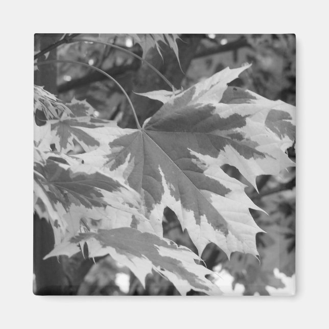 Löv i svartvitt magnet (Framsidan)