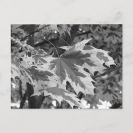 Löv i svartvitt vykort