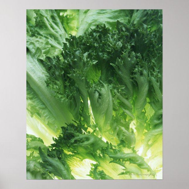 Löv Lettuce Poster (Framsidan)