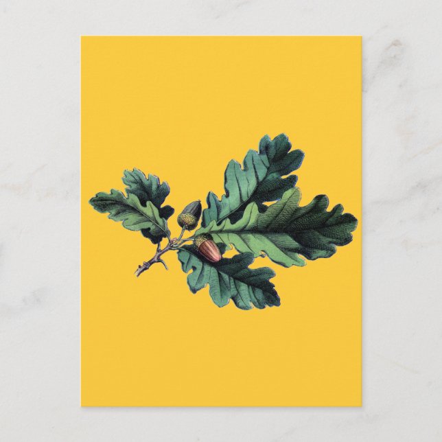 Löv och akorner för antika botaniska utskrifter vykort (Framsida)