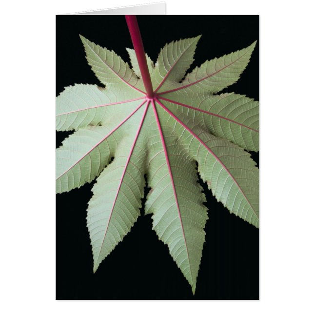 Löv och Stem Hälsningskort (Framsidan)