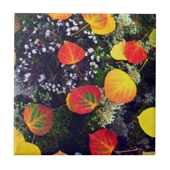 Löv på en lichen täckt av sten, Rocky mountains Kakelplatta (Framsidan)