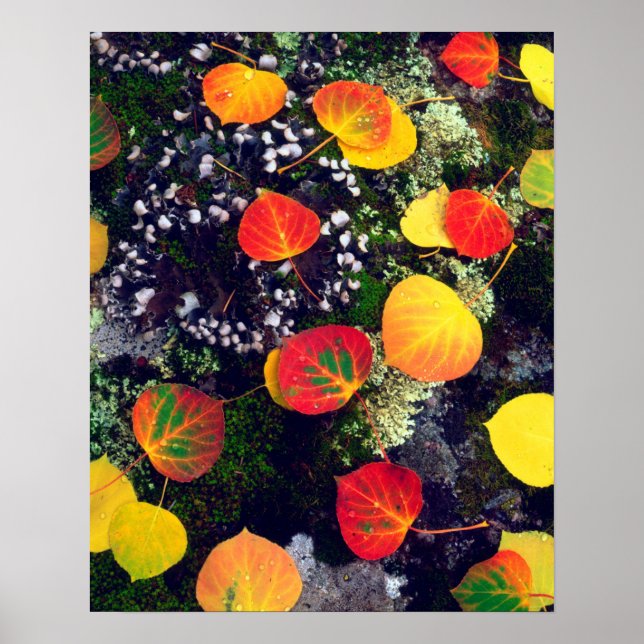 Löv på en lichen täckt av sten, Rocky mountains Poster (Framsidan)
