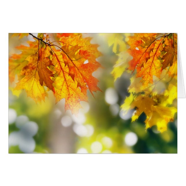 Löv på grenar i höstskogen hälsningskort (Framsidan Horizontal)